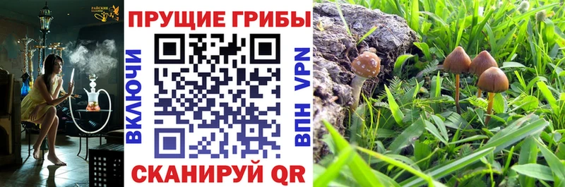 Псилоцибиновые грибы Psilocybe  Купить закладки  Велиж 